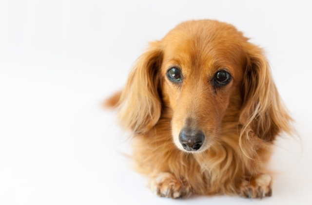 Image result for ç¬ Dachshund 䏿è°ãª
