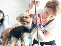 公式 九州動物専門学院 関東動物専門学院 トリマー 動物看護師などの資格取得