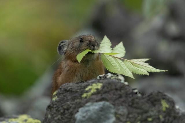 遠くを見ているエゾナキウサギ