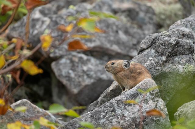 遠くを見ているエゾナキウサギ