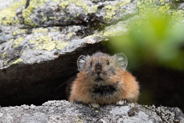 遠くを見ているエゾナキウサギ