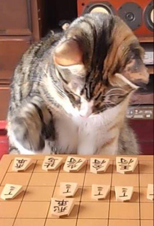 将棋を指す猫