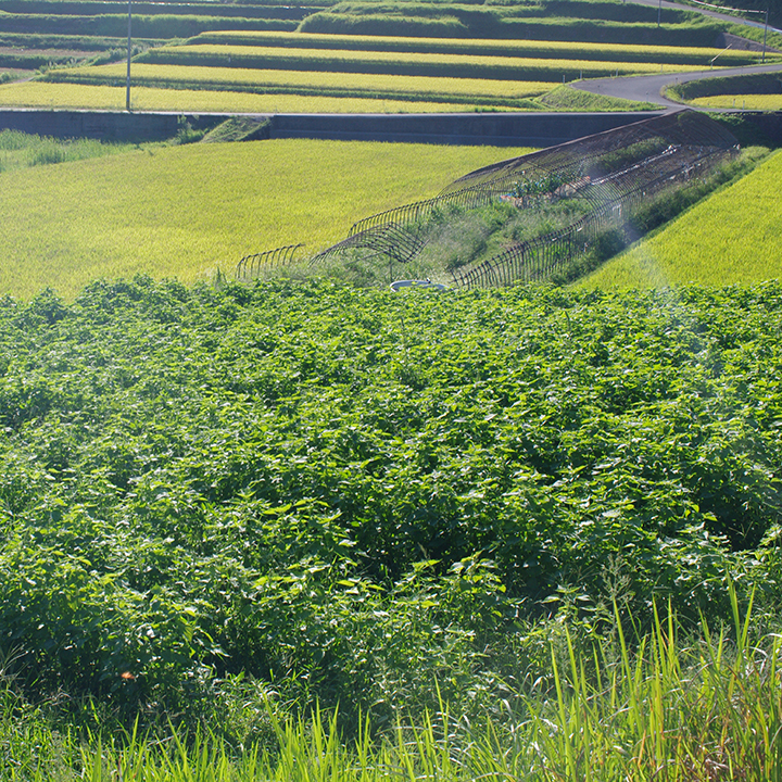 agrimoon-made-in-shimane-kawamoto-premium-egoma-oil-by-agrimoon-jp