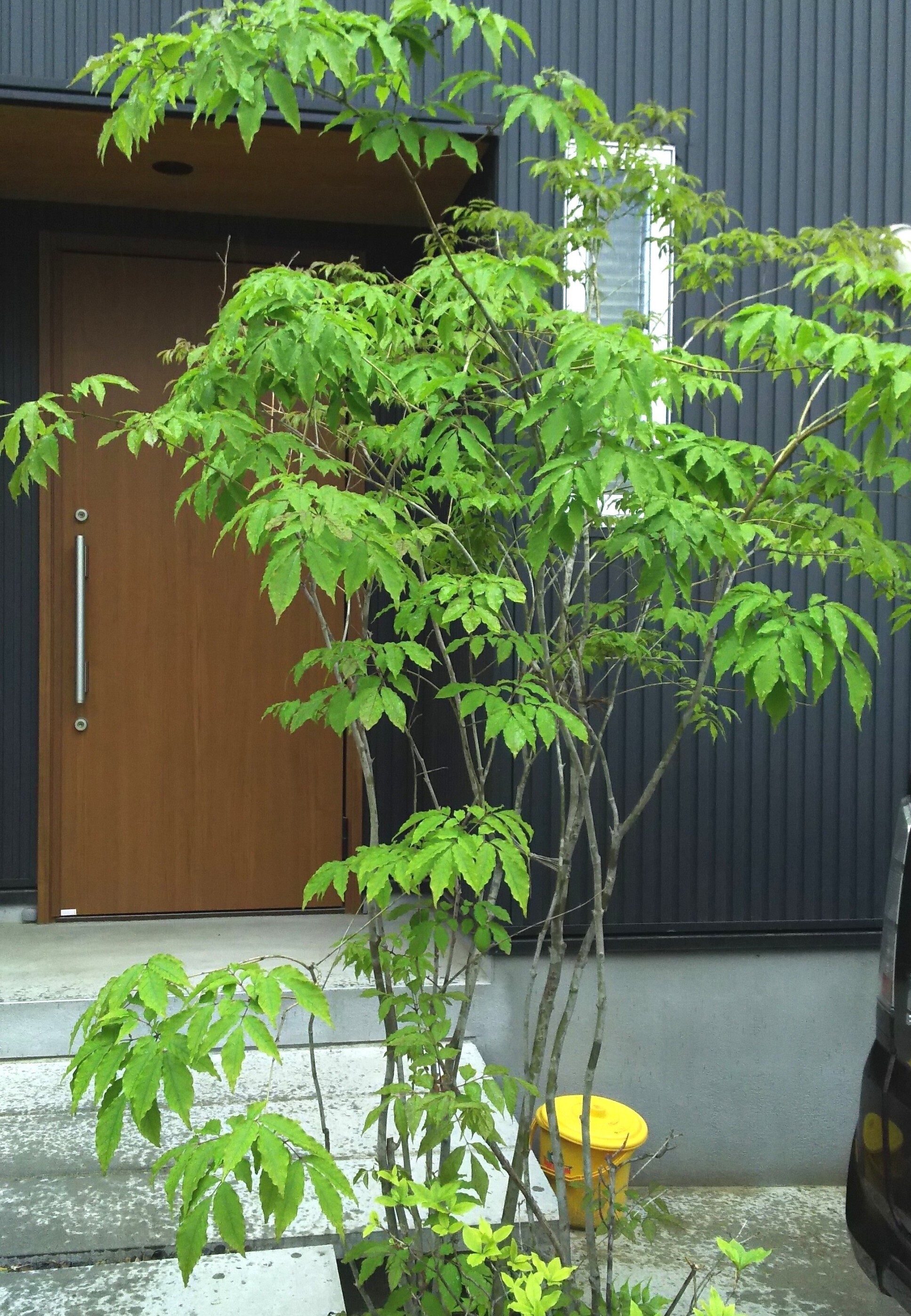 植物紹介