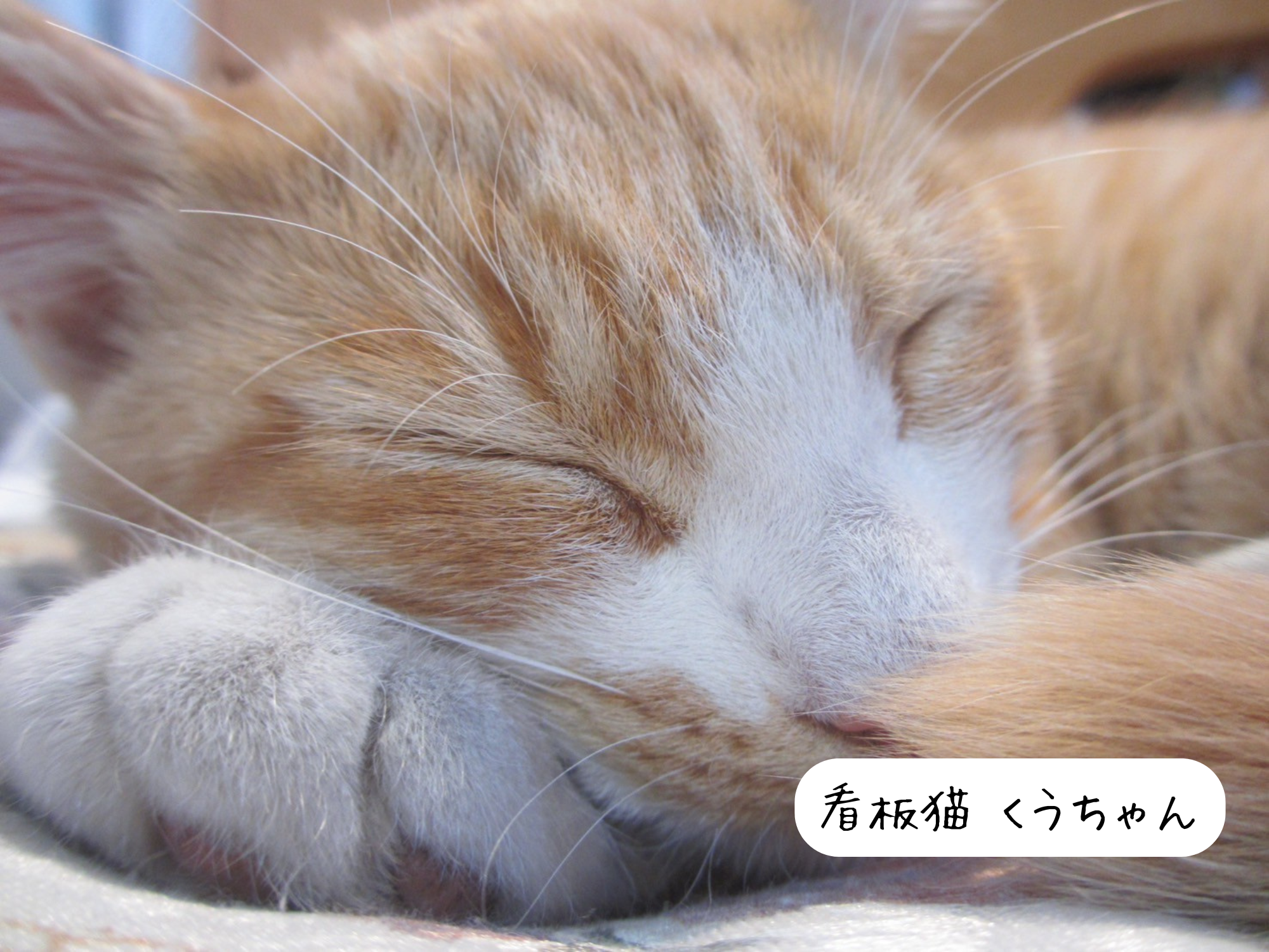 諏訪地域の遺品整理くうちゃん