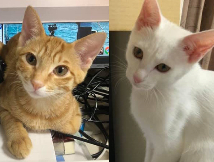 上町ねこ先生の整体院