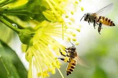 様々な状況の蜂の巣に対応致します。