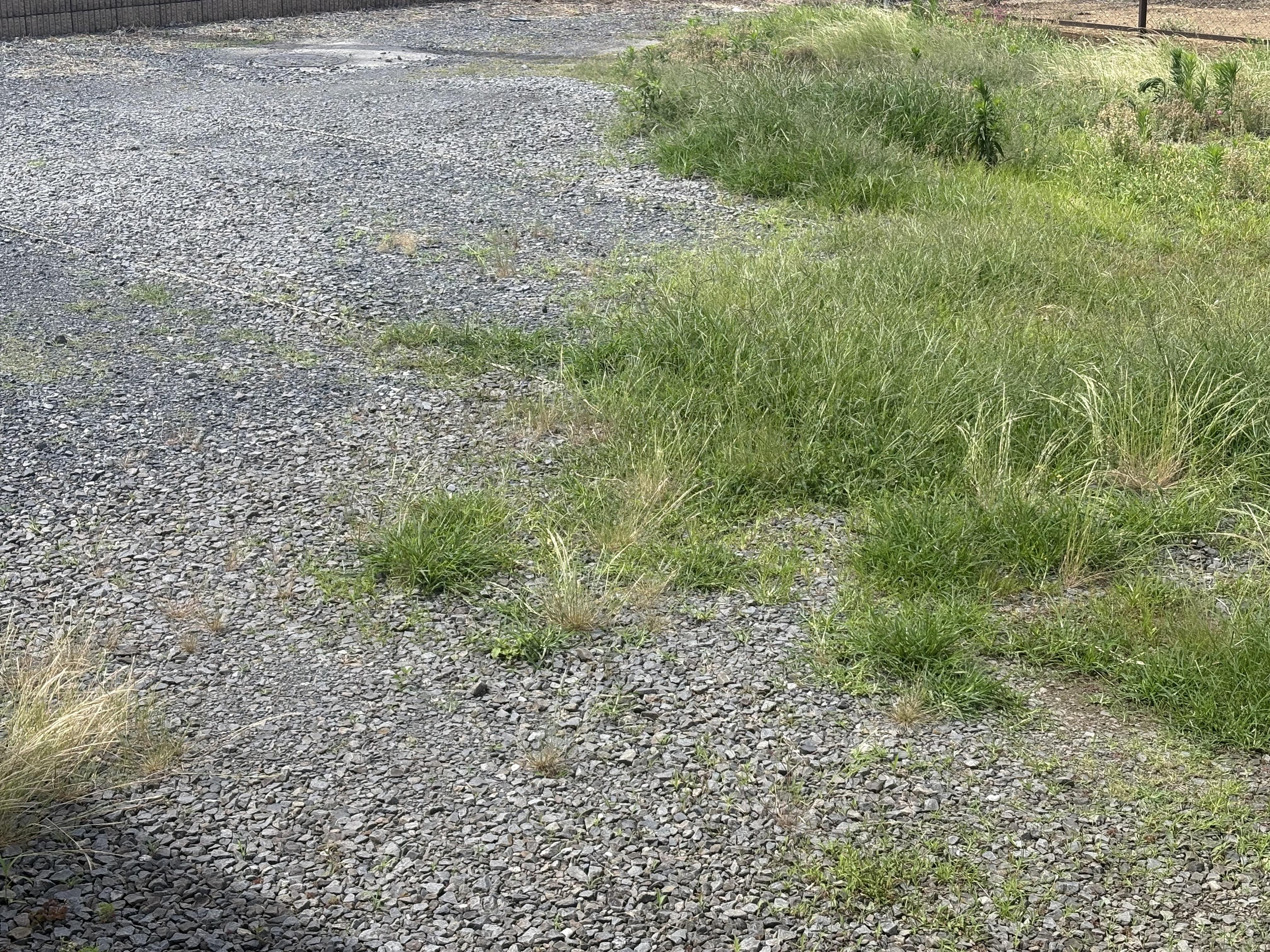 駐車場の草刈り