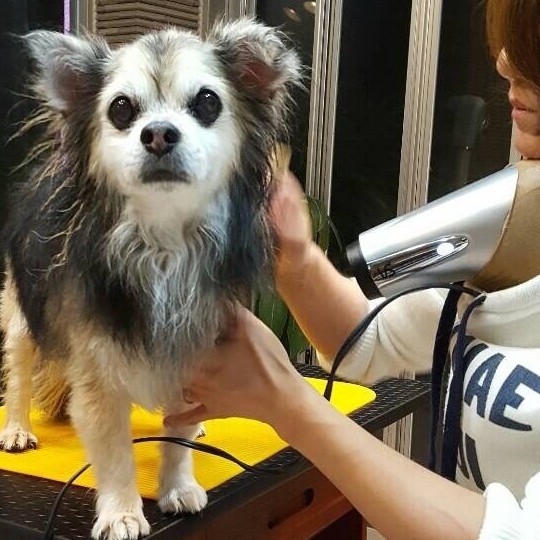 山武市 トリミングはドッグサロンザ ガーデンへ