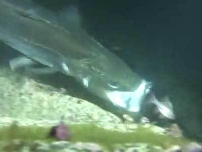 吉野寿一のプロフィール 新潟県でメインで年間を通しシーバスを追いかけるシーバスアングラー