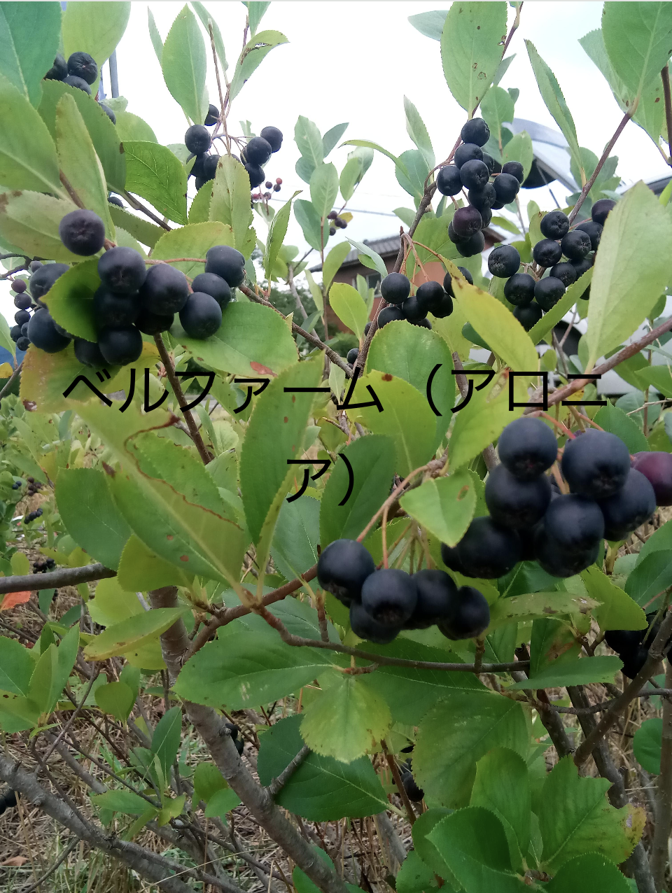 ベルファーム（アロニア）