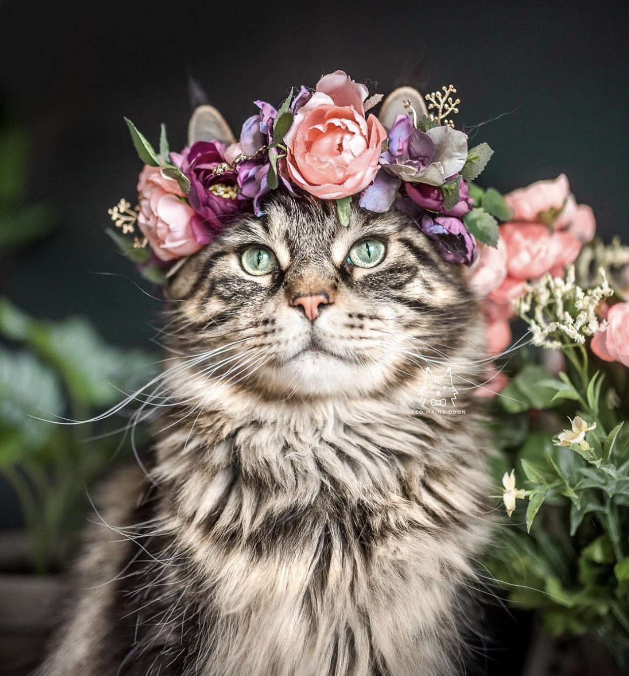 Pet Photography Ideas Popular Pet Photographers’ Interviews