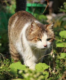 野良猫の糞尿対策には超音波が一番 撃退グッズを比較してみました