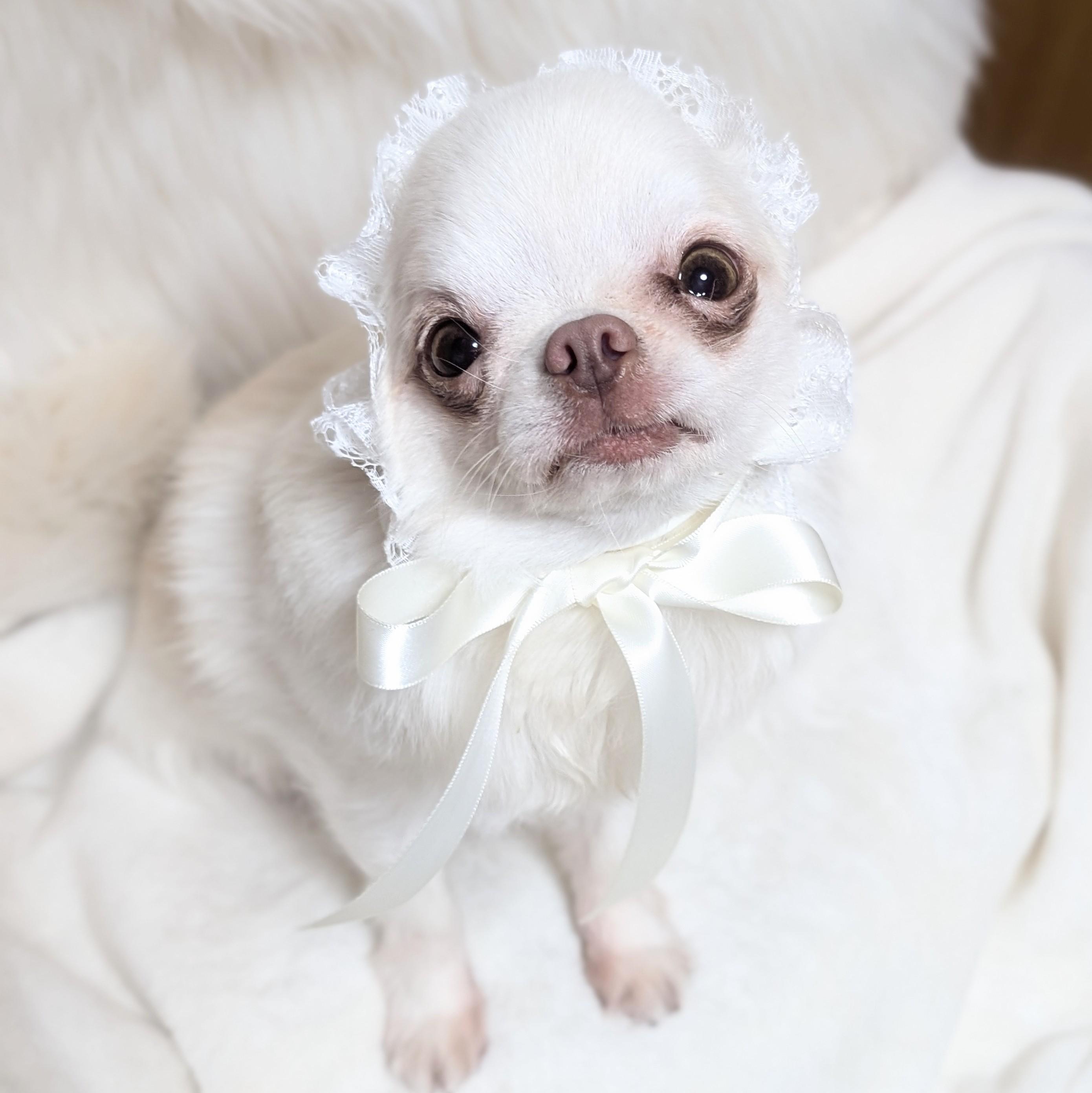 レースカチューシャWhiteの商品画像