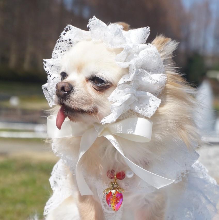 レースカチューシャWhiteの商品画像