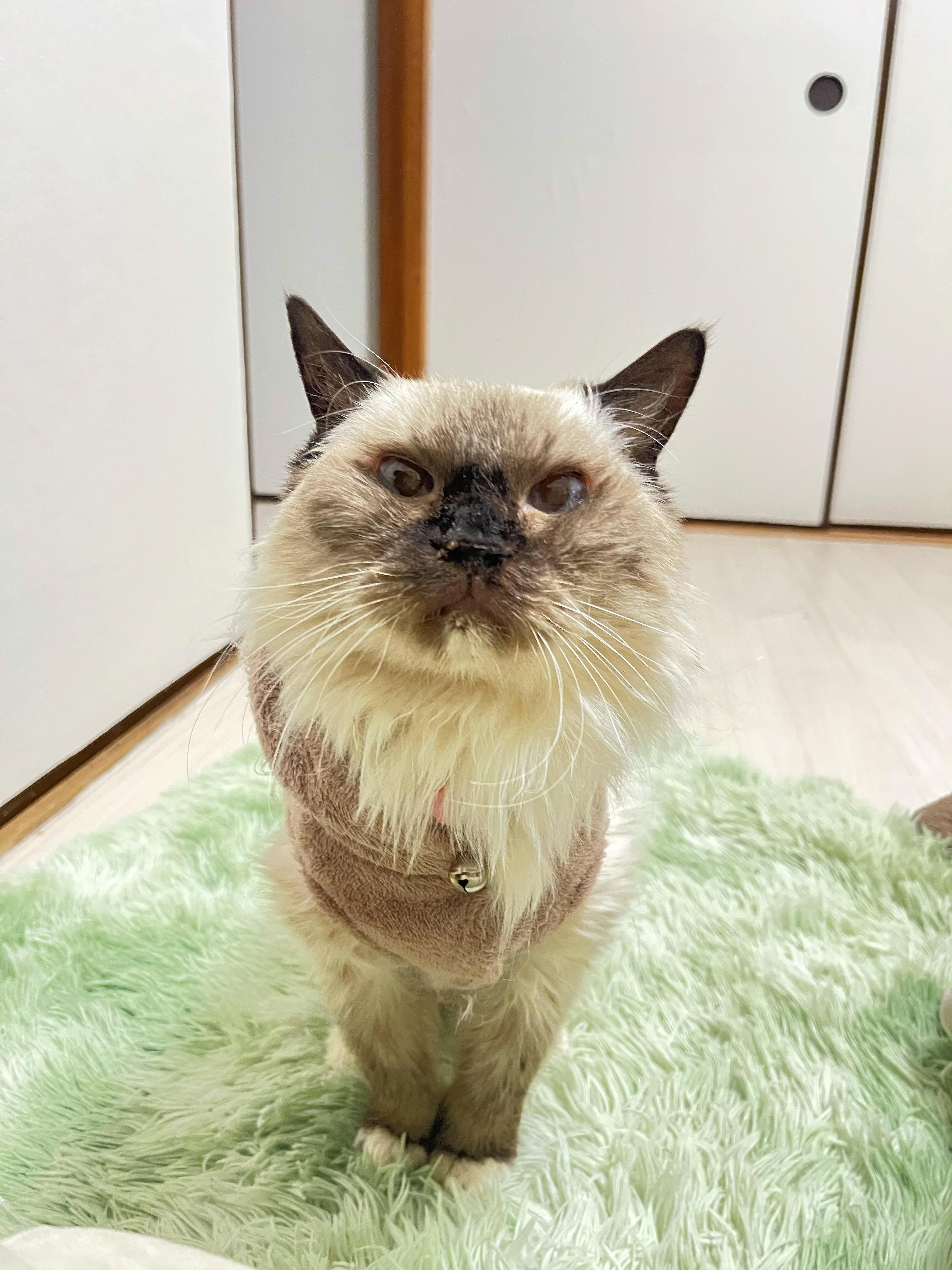 ペットシッター　長野市