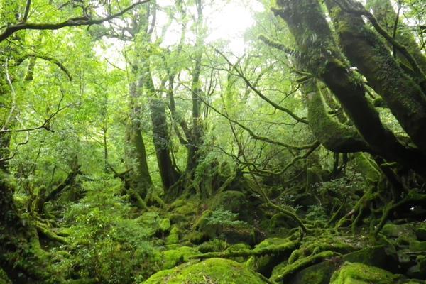 鹿児島県・屋久島のリゾートバイト