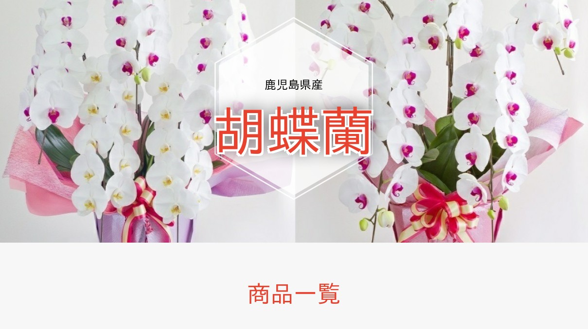 小澤一正、日常の静物-胡蝶蘭-、希少な画集より、新品高級額・額装付 小澤一正、日常の静物-胡蝶蘭-、希少な画集より、新品高級額・額装