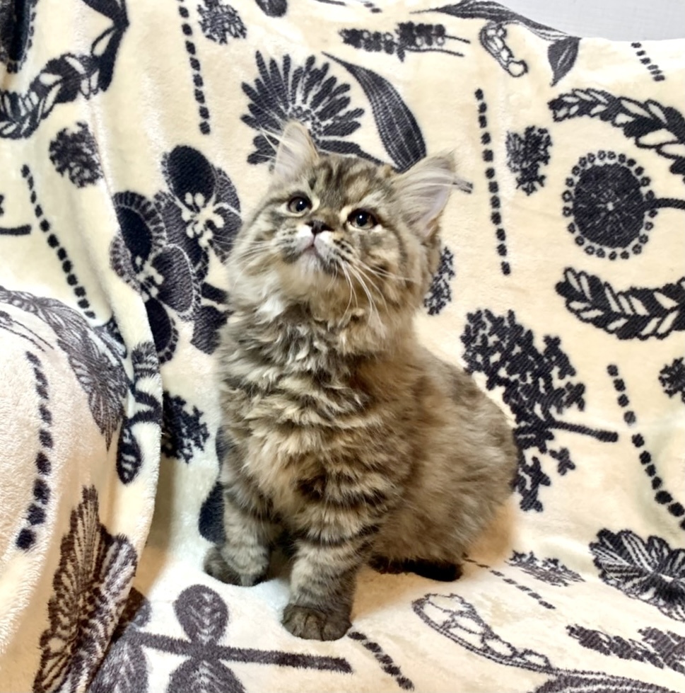 子猫一覧 Diamond Dust Cattery 北海道札幌市 宮嶋亜岐ブリーダー直販 子猫一覧 Diamond Dust Cattery 北海道札幌市 宮嶋亜岐ブリーダー直販
