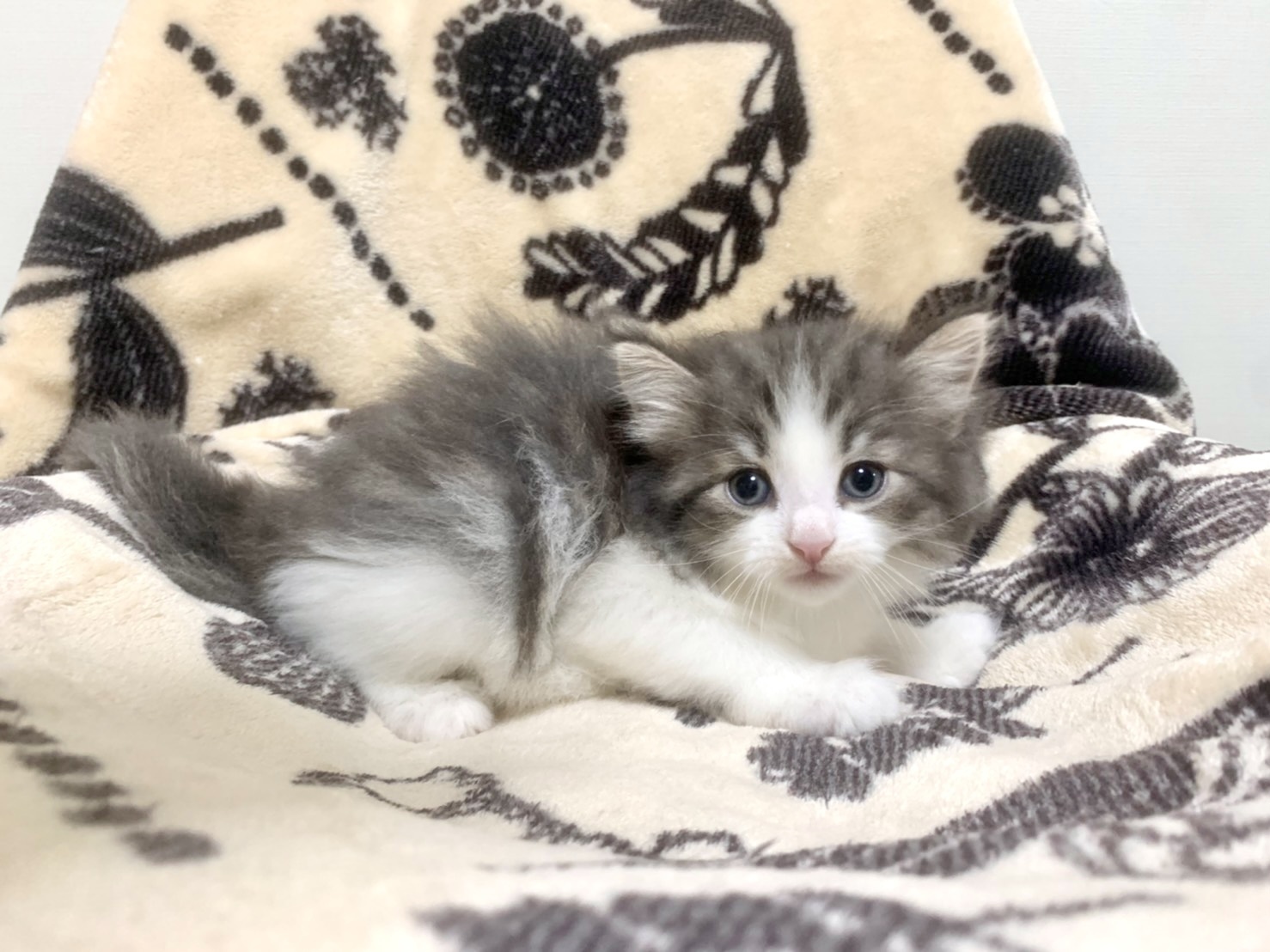 子猫一覧 Diamond Dust Cattery 北海道札幌市 宮嶋亜岐ブリーダー直販 子猫一覧 Diamond Dust Cattery 北海道札幌市 宮嶋亜岐ブリーダー直販