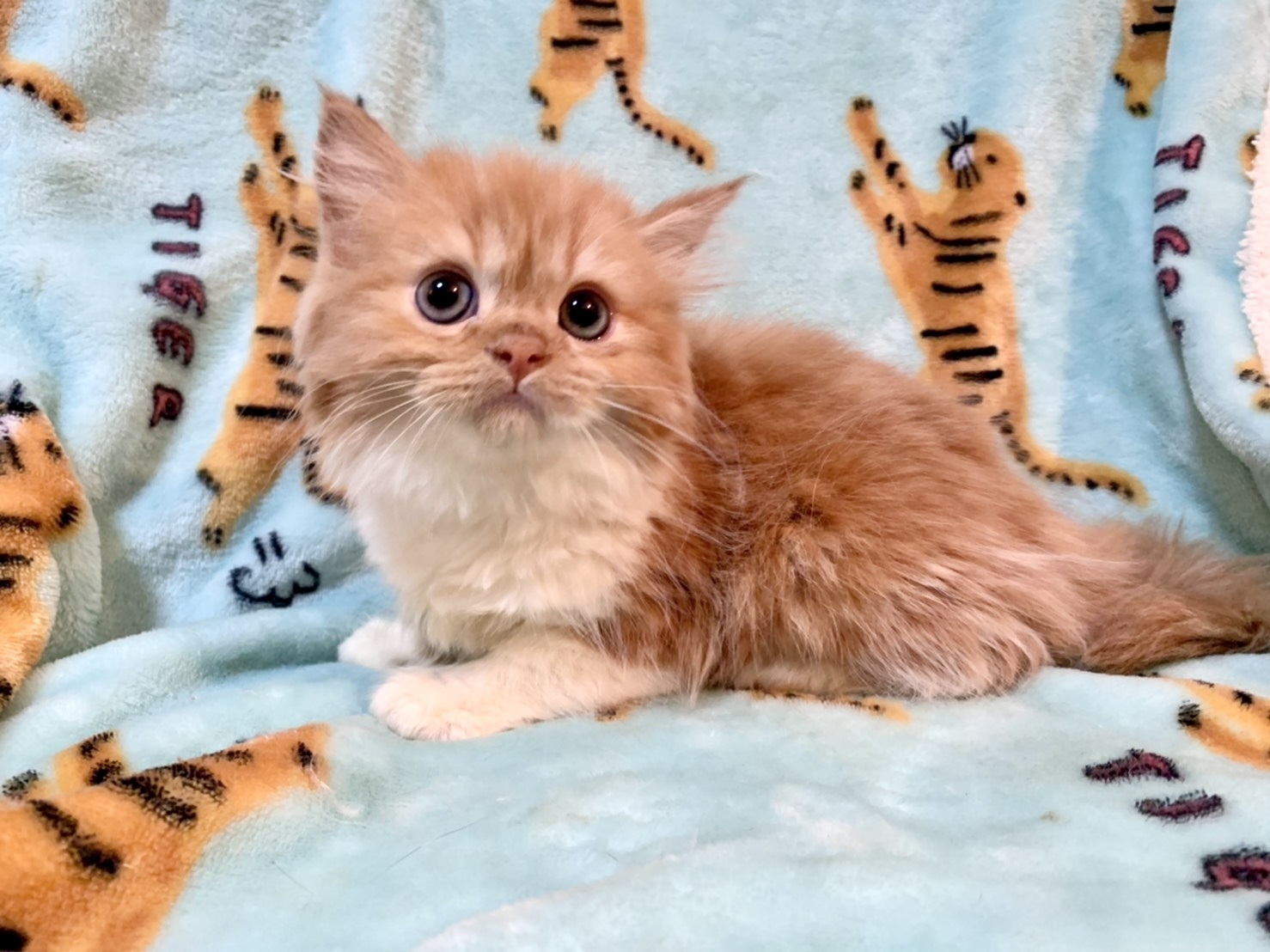 子猫一覧】DIAMOND DUST Cattery|北海道札幌市,宮嶋亜岐ブリーダー直販