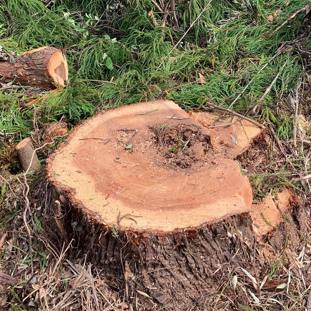 いわき市の伐採 お庭の剪定 草刈り 便利屋ジェイサービス