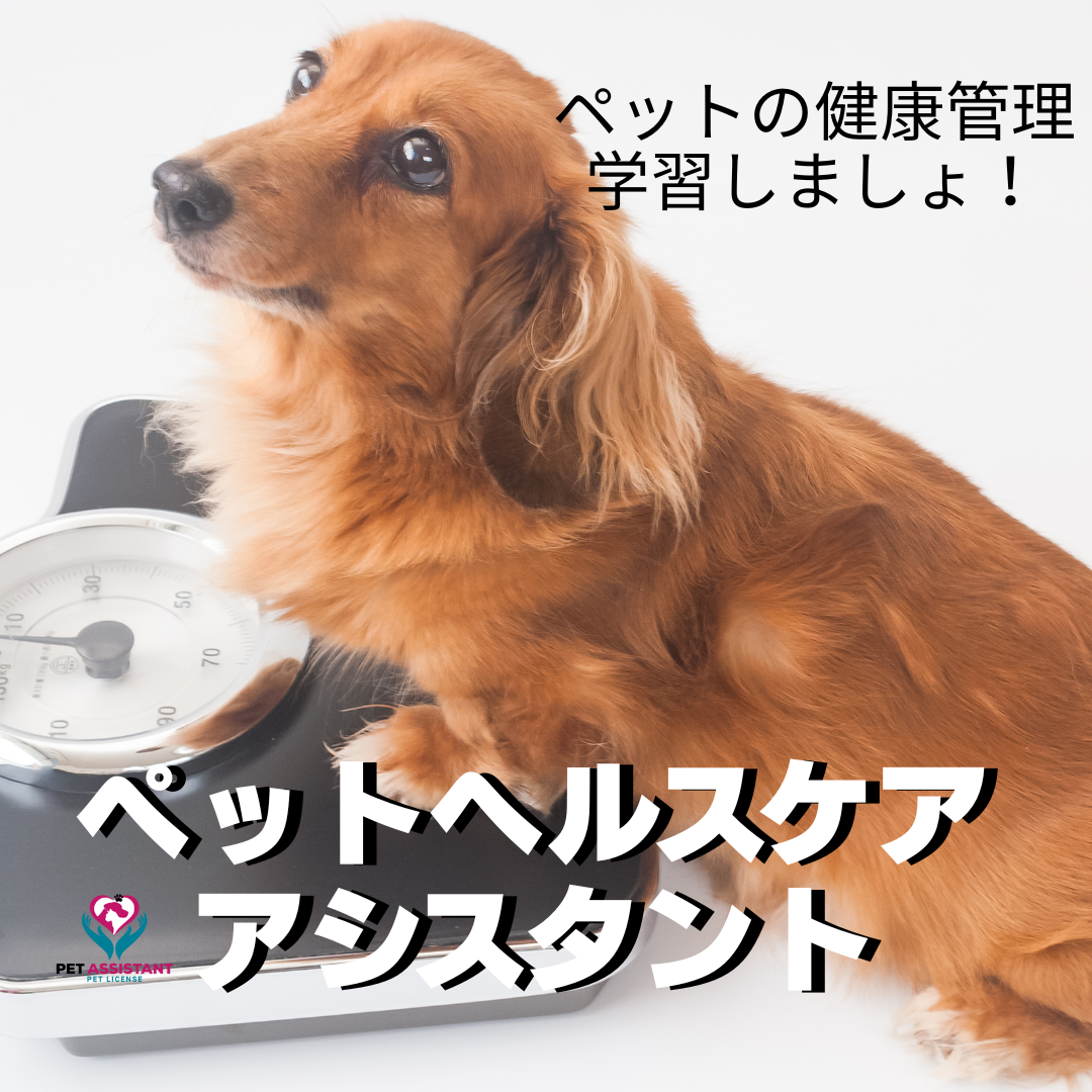 ペットヘルスケアアシスタント　養成講座の商品画像