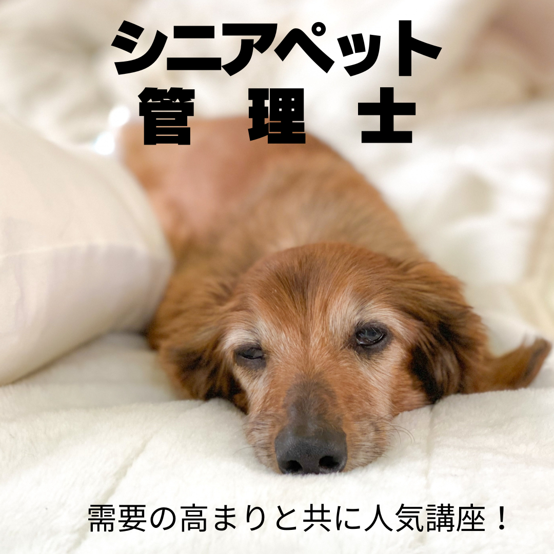 シニアペット管理士　養成講座の商品画像