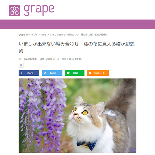 grapeの記事に取り上げていただきました。