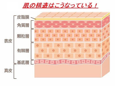 薄い肌を厚くする方法 スキンケアで改善できる