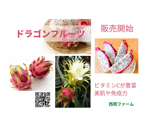チラシ、ドラゴン