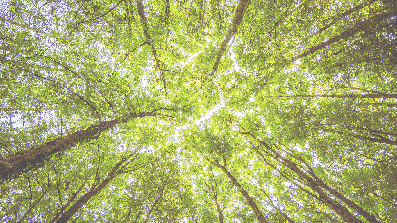 クラニオセイクラル・バイオダイナミクス w/きむらみえこ