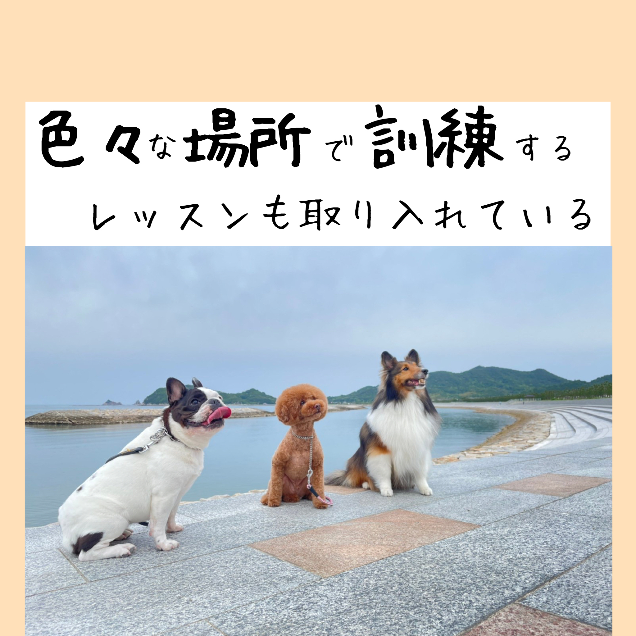 犬 ドッグスクール しつけ 甘噛み 香川県 高松市 さぬき市 東かがわ市 訓練士 北川里実