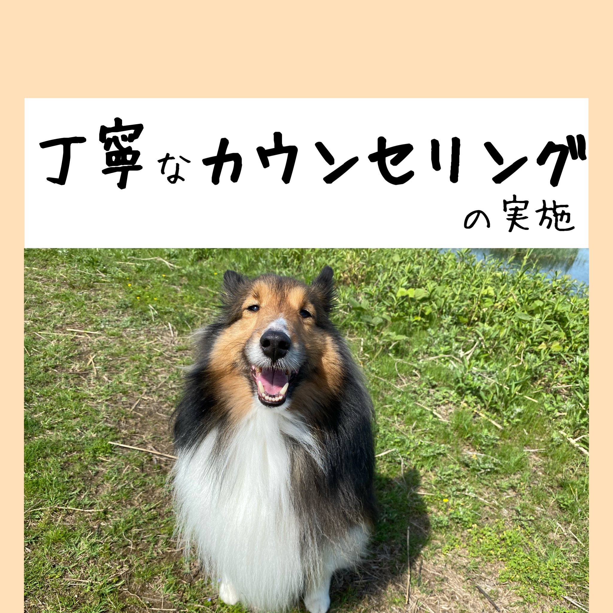犬 ドッグスクール しつけ 甘噛み 香川県 高松市 さぬき市 東かがわ市 訓練士 北川里実