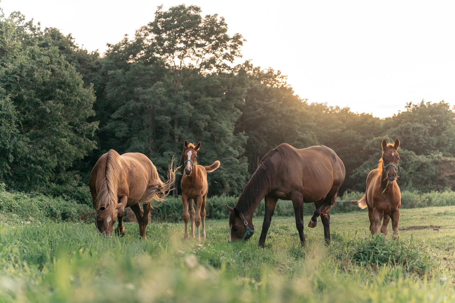 大自然と馬