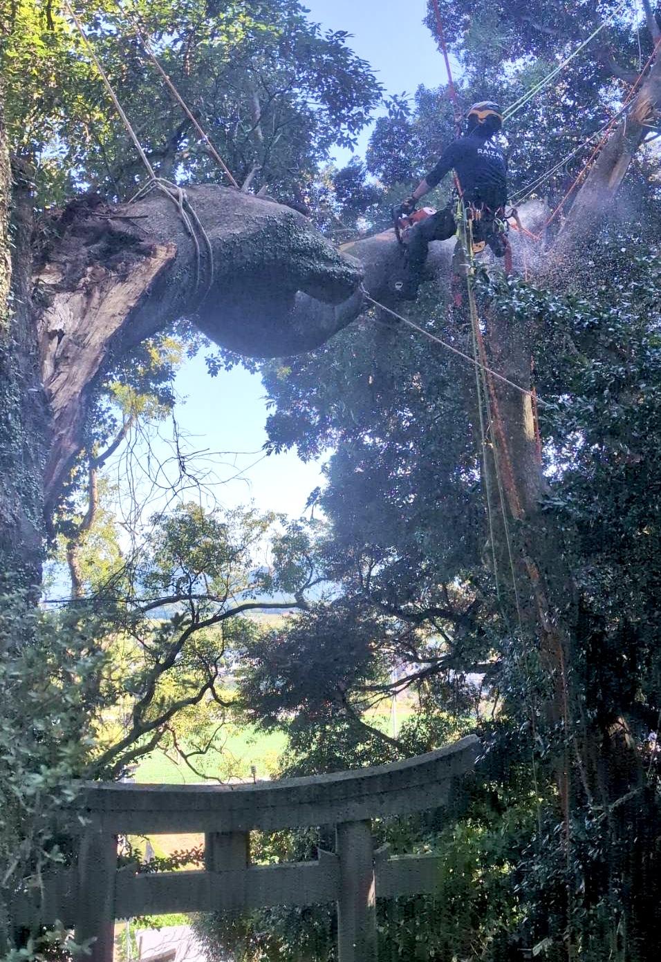 糸島　福岡　林業　伐採　大木　樹木　請負