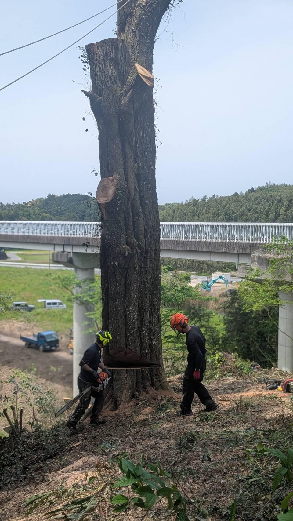 糸島　福岡　林業　伐採　大木　樹木　請負