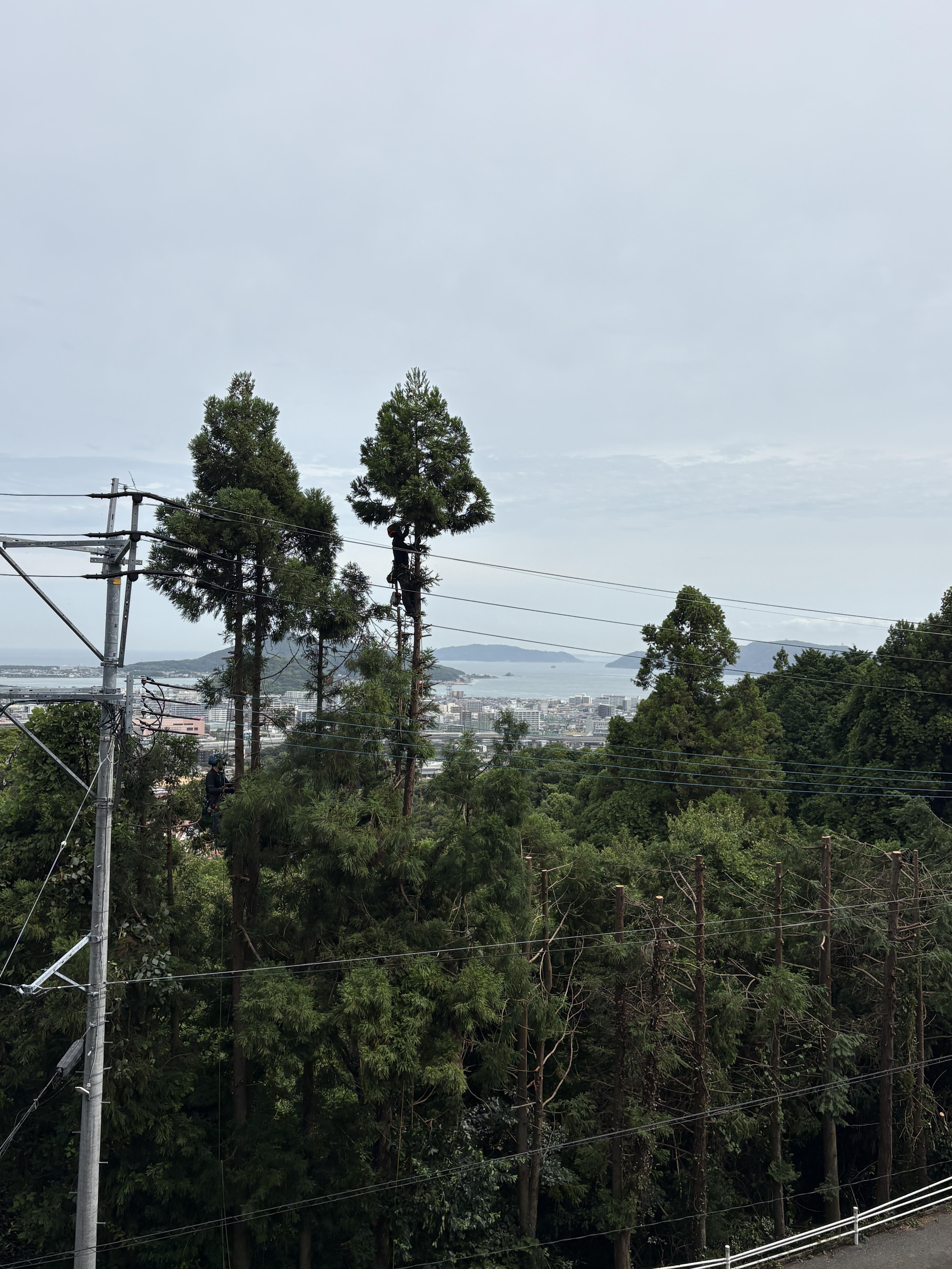 糸島　福岡　林業　伐採　大木　樹木　請負