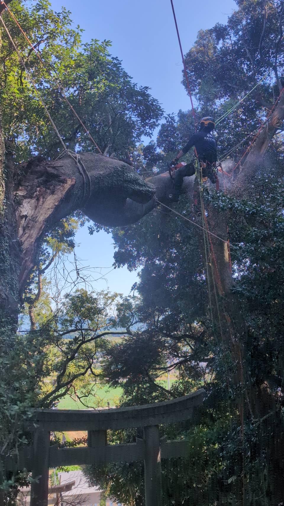 糸島　福岡　林業　伐採　大木　樹木　請負