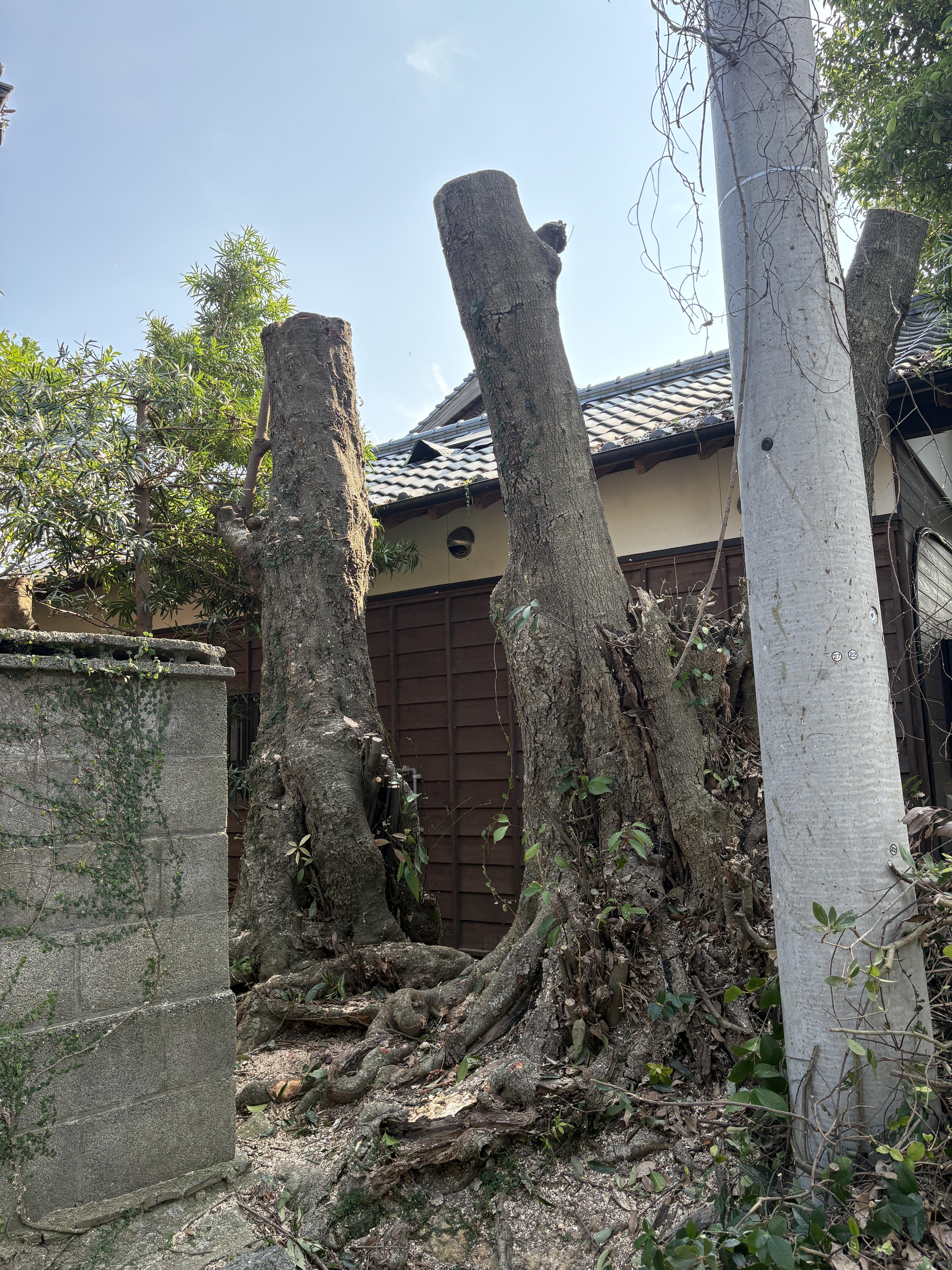 糸島　福岡　林業　伐採　大木　樹木　請負