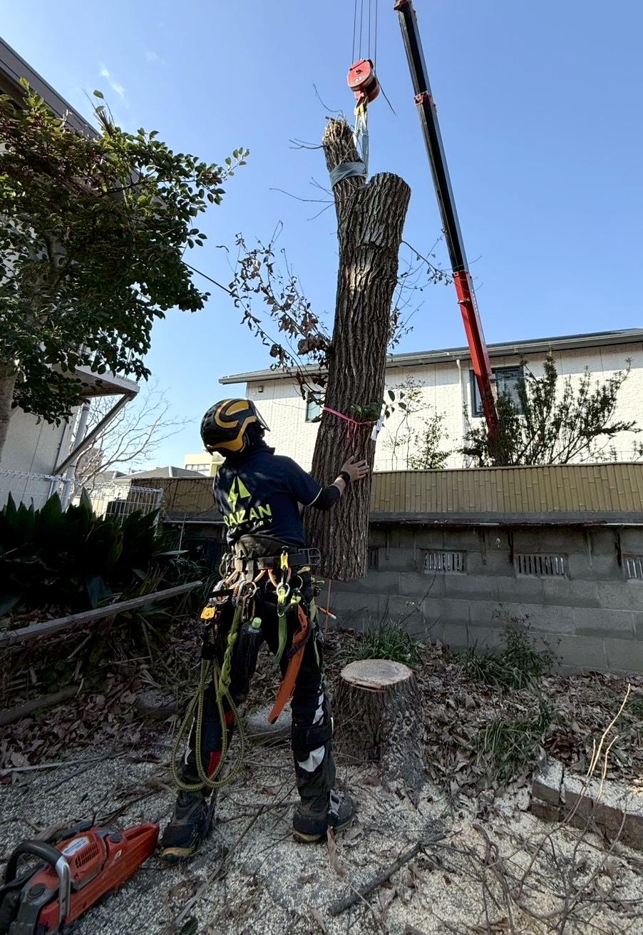 糸島　福岡　林業　伐採　大木　樹木　請負
