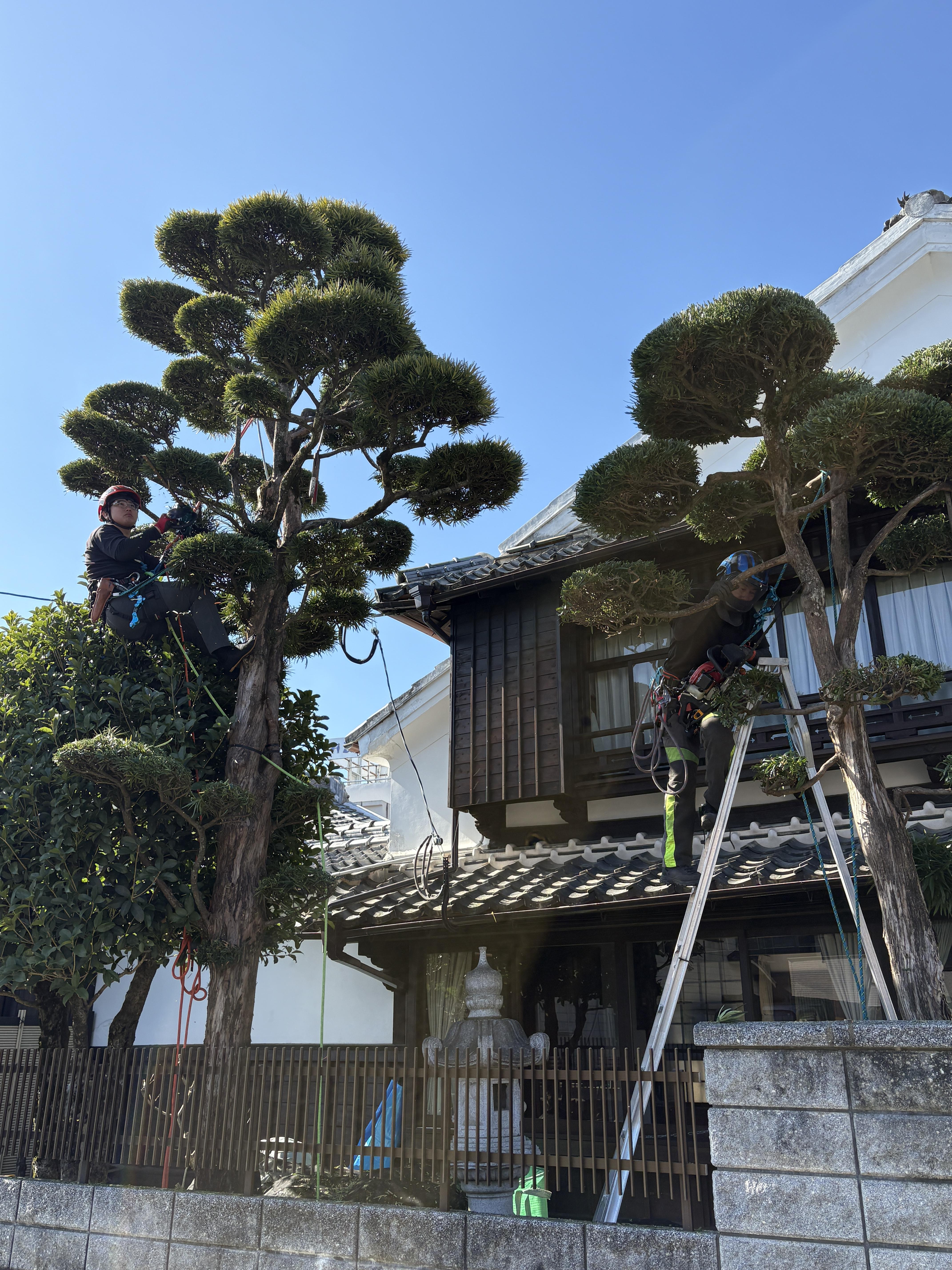 糸島　福岡　林業　伐採　大木　樹木　請負