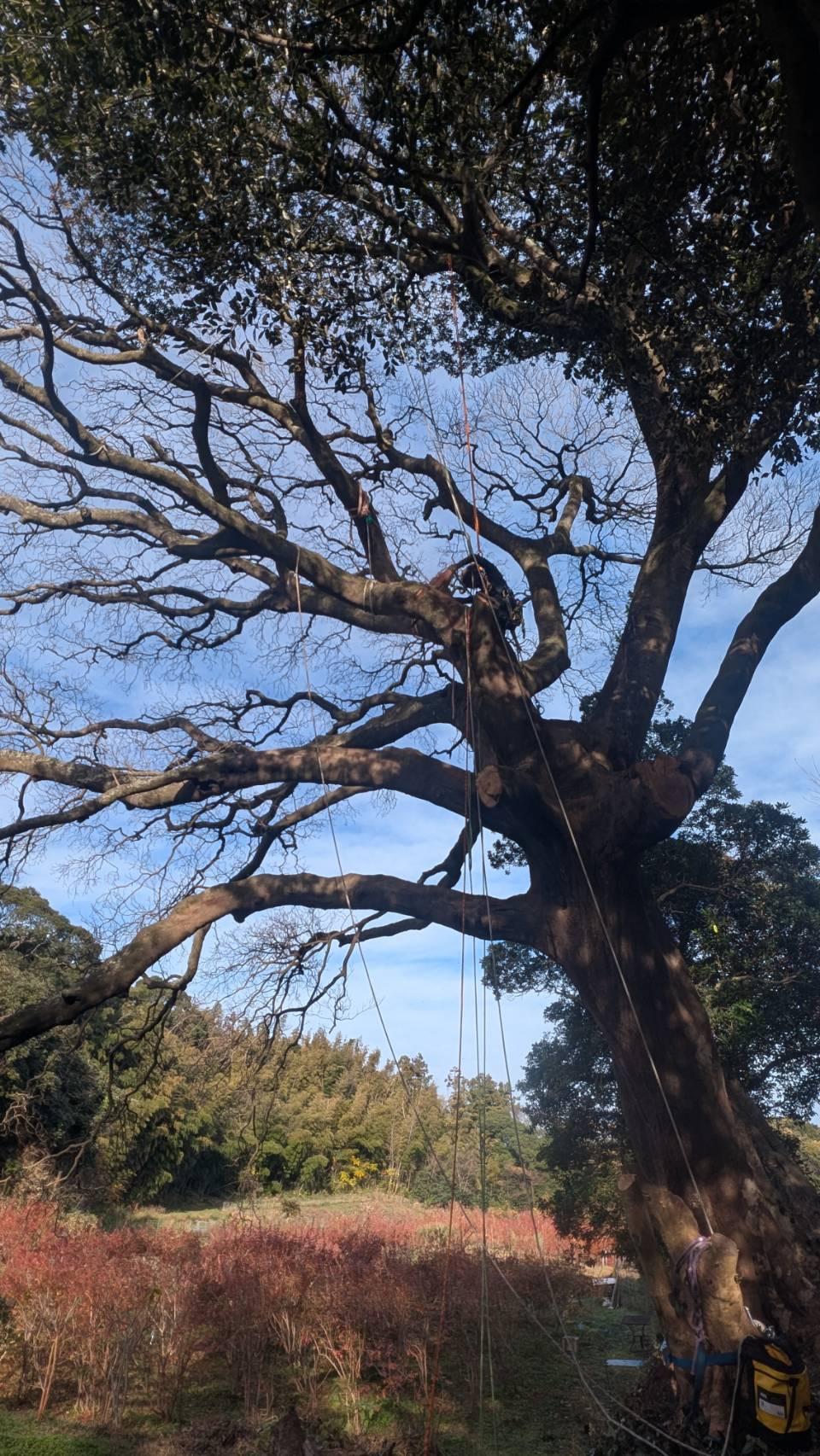 糸島　福岡　林業　伐採　大木　樹木　請負