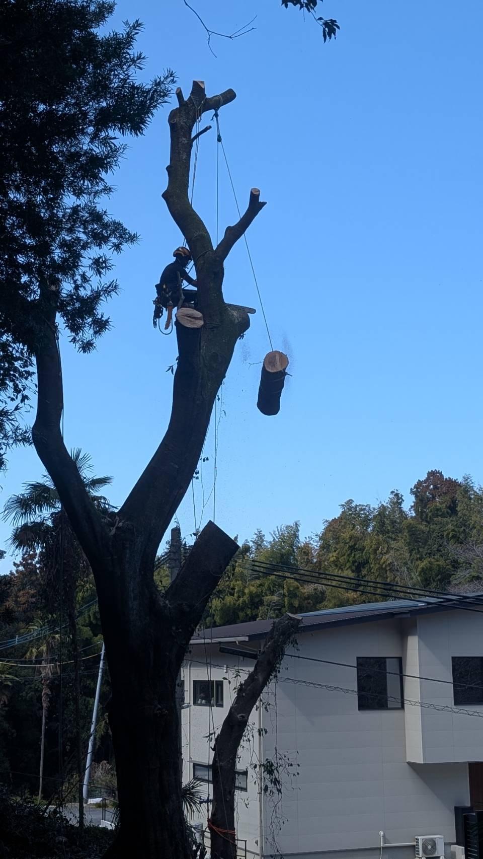 糸島　福岡　林業　伐採　大木　樹木　請負