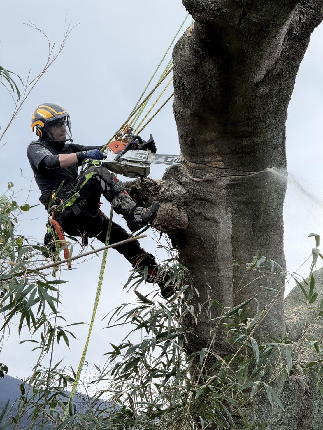 糸島　福岡　林業　伐採　大木　樹木　請負