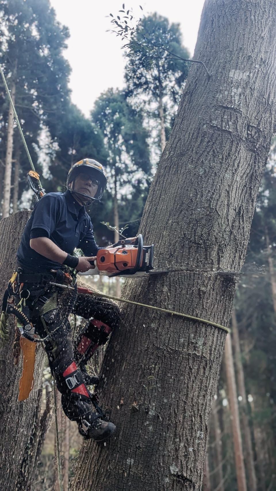 糸島　福岡　林業　伐採　大木　樹木　請負