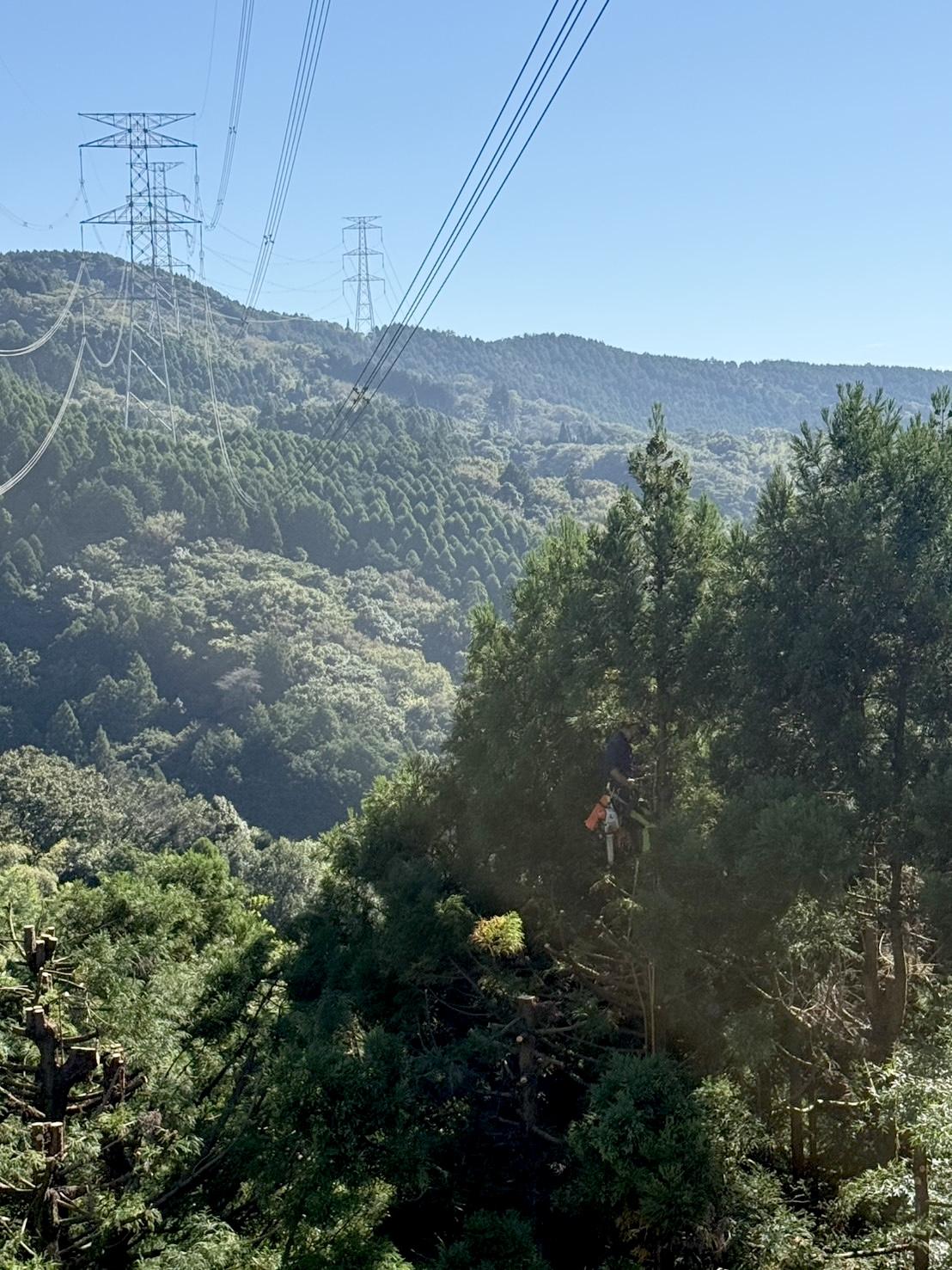 糸島　福岡　林業　伐採　大木　樹木　請負