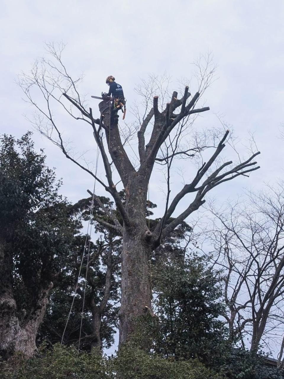 糸島　福岡　林業　伐採　大木　樹木　請負