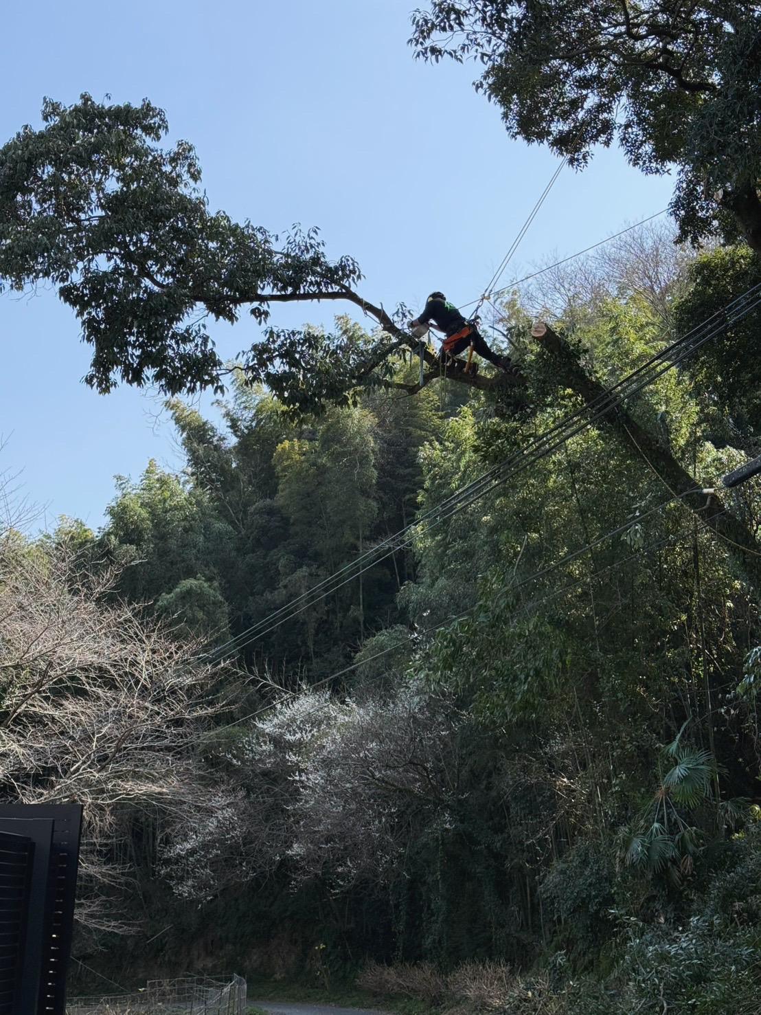 糸島　福岡　林業　伐採　大木　樹木　請負