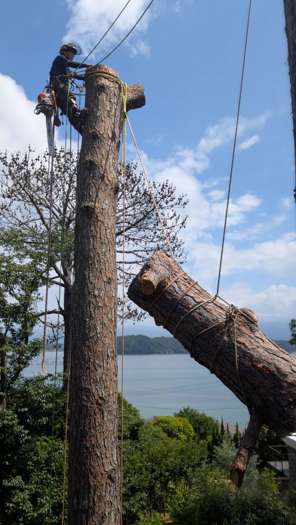 糸島　福岡　林業　伐採　大木　樹木　請負